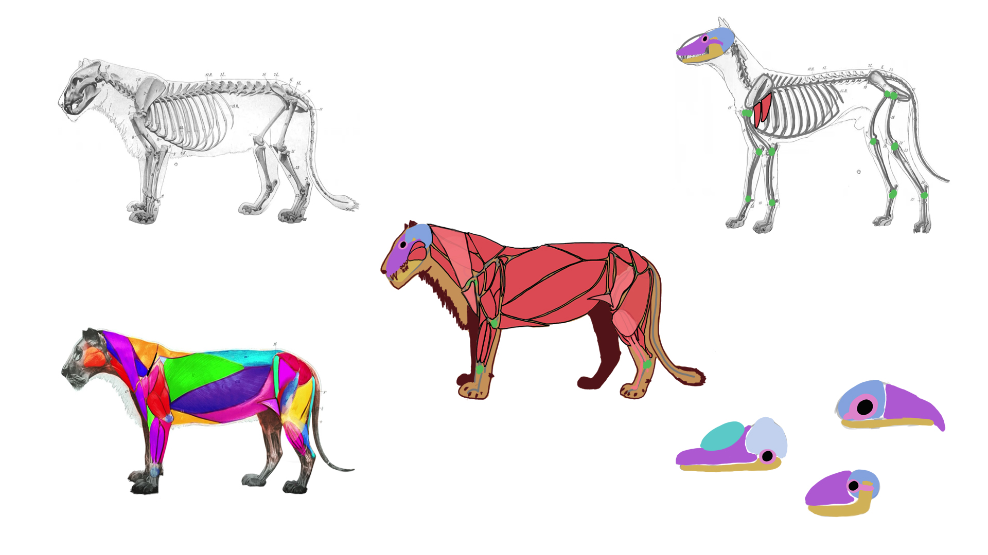 Image of Artschool impression - Creature Anatomy