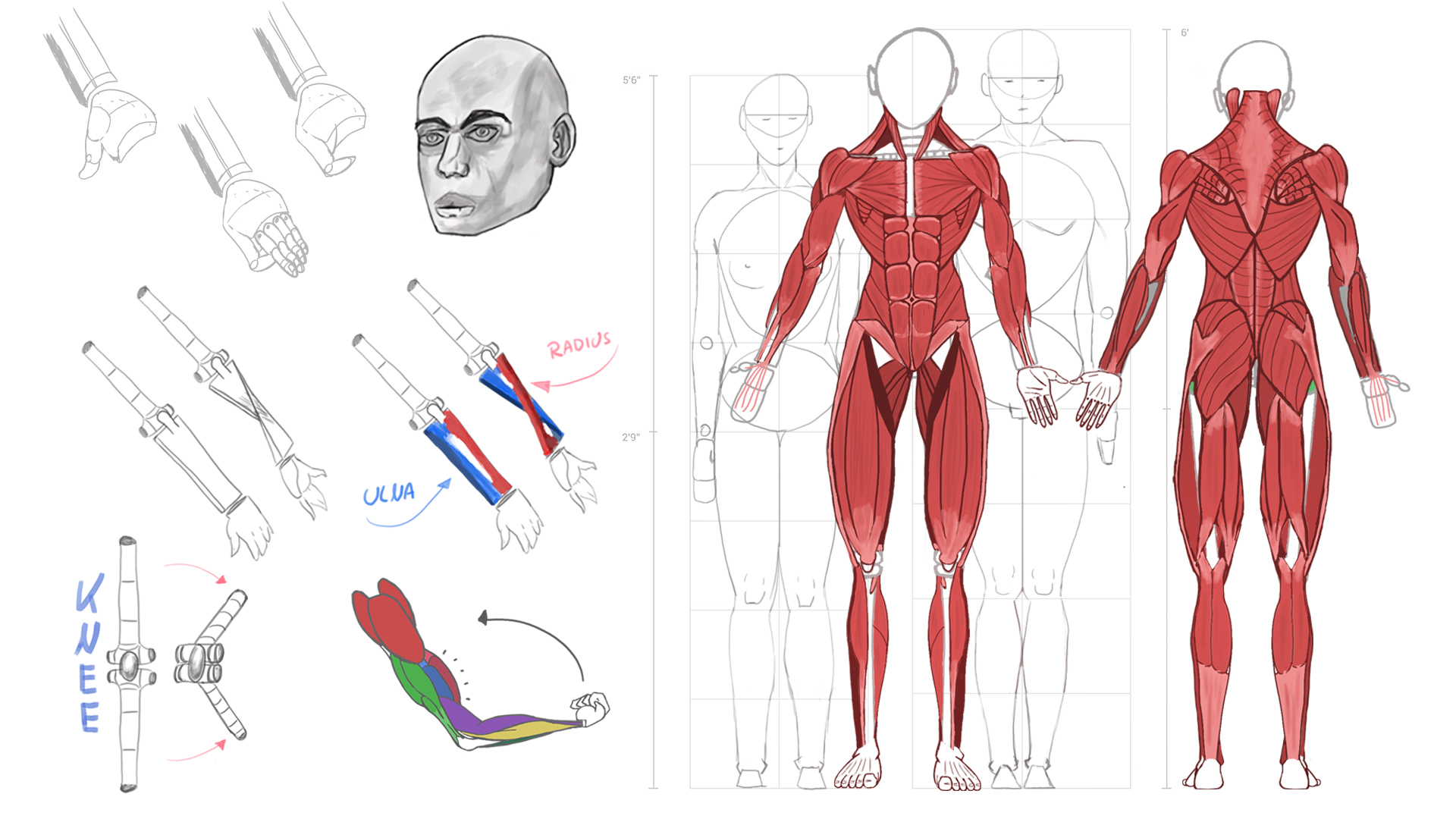 Image of Artschool impression - Human Anatomy